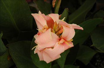 Canna Blushing Bride